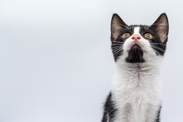 Black and white small cat on white background. Small pets. Domestic felines