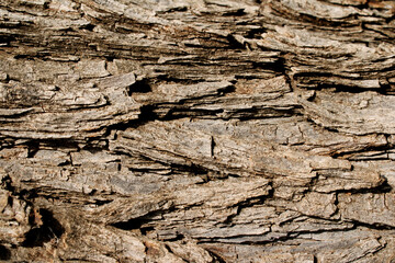 Close-up view of the wild tree bark.