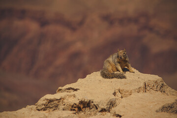 Squirrel at Grand Canyon