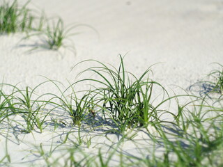Kępki trawy rosnące na piasku - obrazy, fototapety, plakaty
