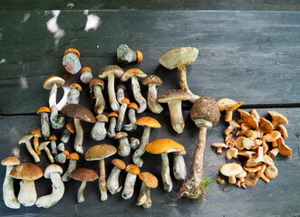 Zebrane leśne grzyby na drewnianym stole - obrazy, fototapety, plakaty
