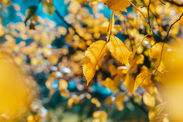 Autumn leaves background. Colorful seasonal natural orange, yellow, brown background. Golden elm tree in the forest in sunlight
