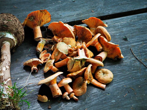 Zebrane leśne grzyby na drewnianym stole