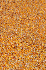 Corn background, heap of corn crop after harvest, selective focus