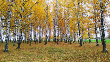 Birch grove with yellow foliage. Autumn landscape. Bright autumn.
