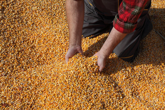 Corn harvest, farmer at heap of crop holding and pouring seed, closeup of hands with seed
