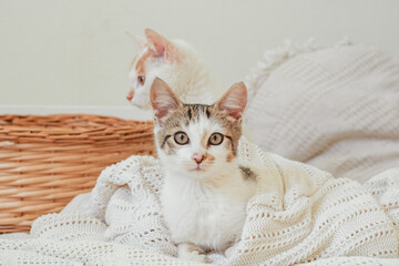 Fototapeta na wymiar White with gray stripes cat 3-4 months lies in white knitted blanket and looks into frame. Non-breed kitten