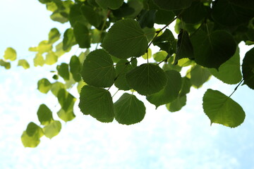 Bright green leaves zoomed in	