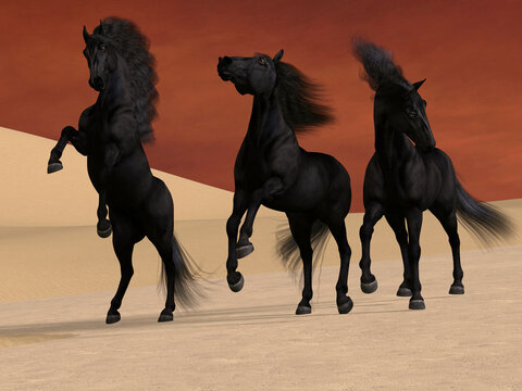Three Black Horses - Three Friesian black stallions stay together in a desert landscape.