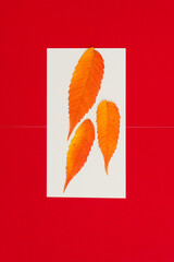 three autumn leaves on paper