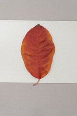 isolated leaf on textured paper