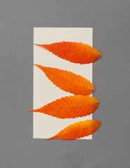 four autumn leaves on paper