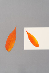two autumn leaves on paper