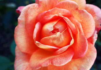 Nahaufnahme von einer orange-roten Rose