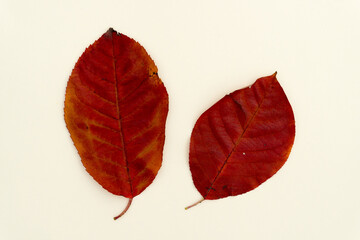 two leaves on an ivory background