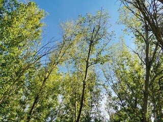 blue sky through the forest trees