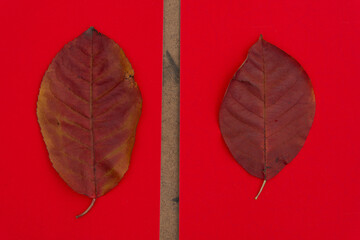 red brown leaves isolated on a vivid paper background