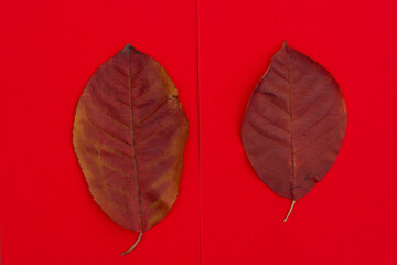 red leaf on a bold red background