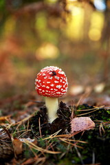 fly agaric in the forest