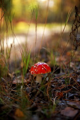 Amanita in the grass