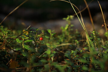 Red berry in the forest