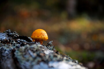 Scaly golden on the tree