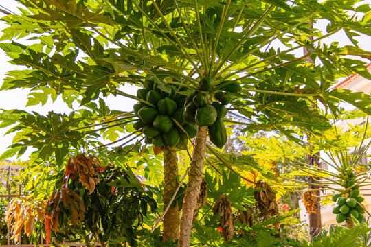 Carica papaya pertenece a la familia Caricaceae
