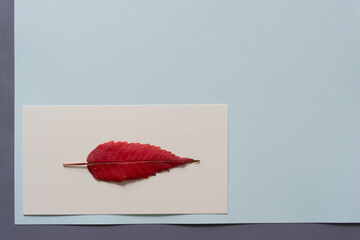 red leaf on paper