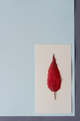 red leaf on paper background with space