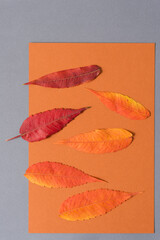 autumn leaves on orange and gray