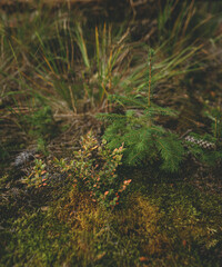 small green Christmas tree grows among the green forest near the moss on the side are pine cones on a sunny day, nature, front view the average plan