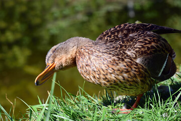 Portrait and close-up of a young brown duck, which turns its head on its side and dislocates in front of a green background, by a body of water