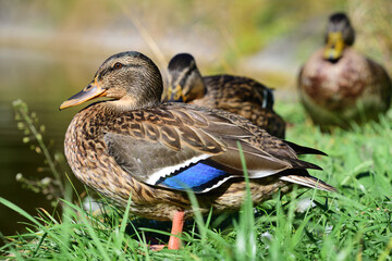 A male wild duck sits in front of other ducks in the sun on a green meadow at the edge of a body of water