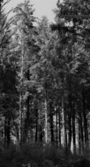 Fototapeta na wymiar Tall grey forest