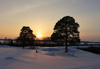 Fototapeta na wymiar Sunset in winter on the background of snow and two pines with a view of the forest
