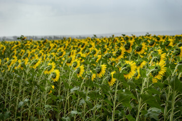 Huge field of sunflowers back view. Field with sunflowers against the sky, blurred background. Large yellow sunflowers grow in the field. Organic crop production.