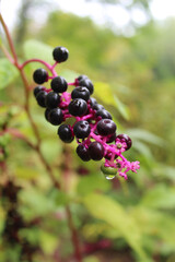 Close up of pokeweed berries in Coloma, Michigan