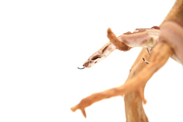 Boa constrictor imperator snake perched on wood branch on white background