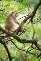 Monkey relaxing in the trees in the tropical forest.