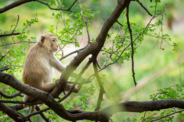 Monkey relaxing in the trees in the tropical forest.