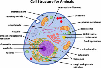the diagram of Cell Structure Animal - obrazy, fototapety, plakaty
