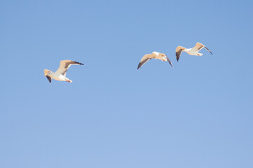 Gaviotas volando