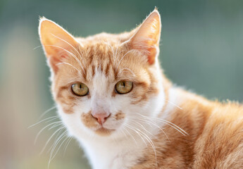 Obraz premium portrait of a cat looking straight ahead
