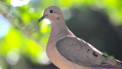 Pássaro de Perfil, pássaro com fundo desfocado, ave na natureza