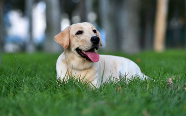 a lovely labrador retriever in a green field