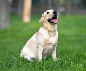 a lovely labrador retriever in a green field