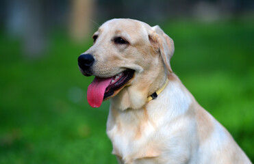a lovely labrador retriever in a green field