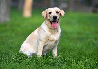 un cachorro de perro labrador en un campo verde