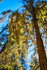Close-up of odd textured green moss hanging from trees