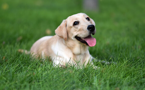 a lovely labrador retriever in a green field